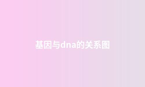 基因与dna的关系图