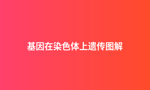 基因在染色体上遗传图解
