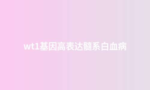 wt1基因高表达髓系白血病